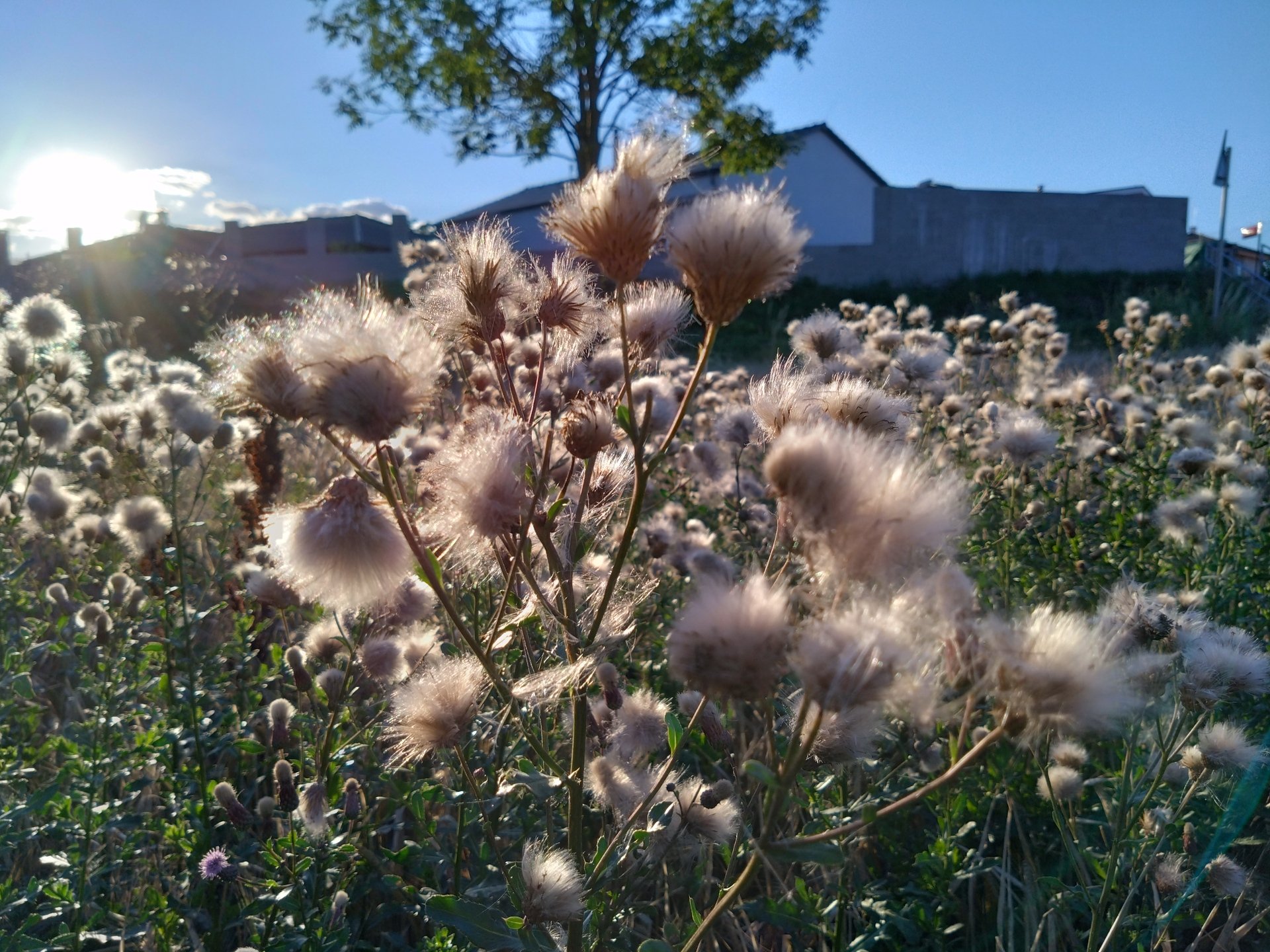 Sony Xperia 10 IV